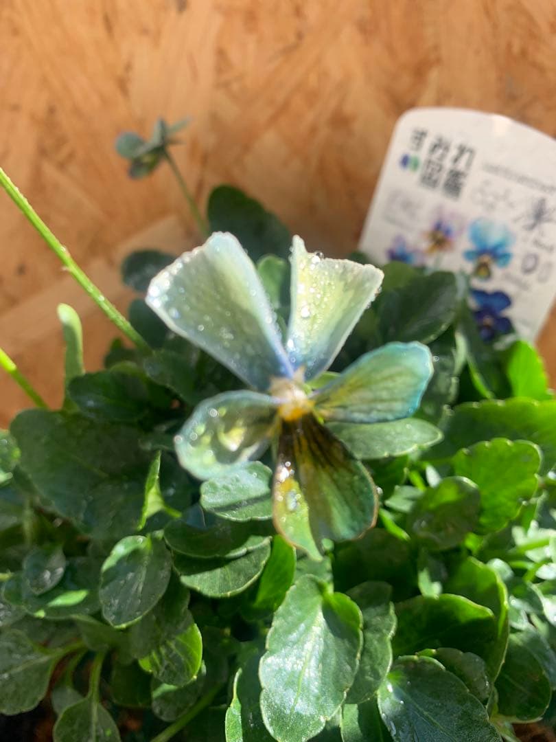 わ*び様 すみれ図鑑　1苗 他