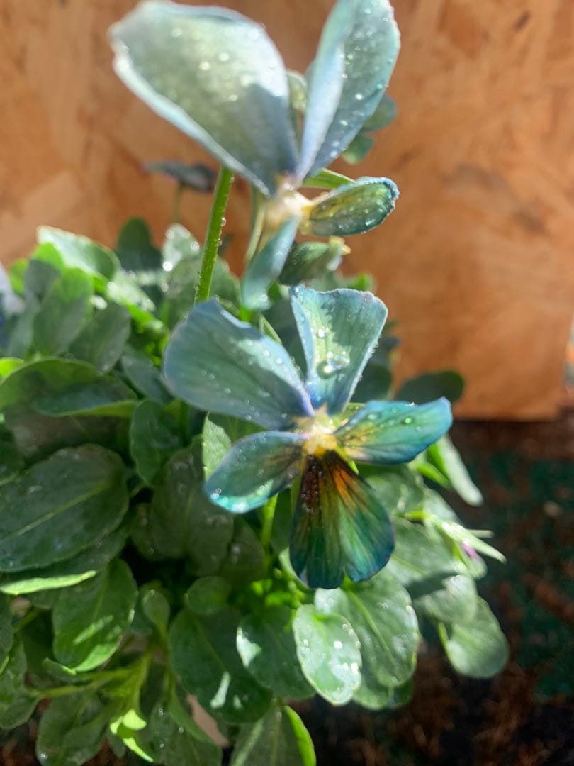 わ*び様 すみれ図鑑　1苗 他