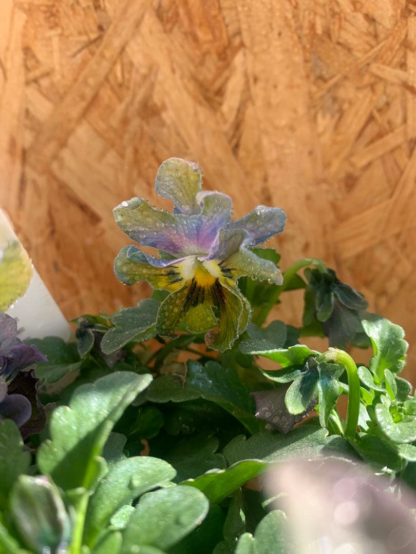 わ*び様 すみれ図鑑　1苗 他