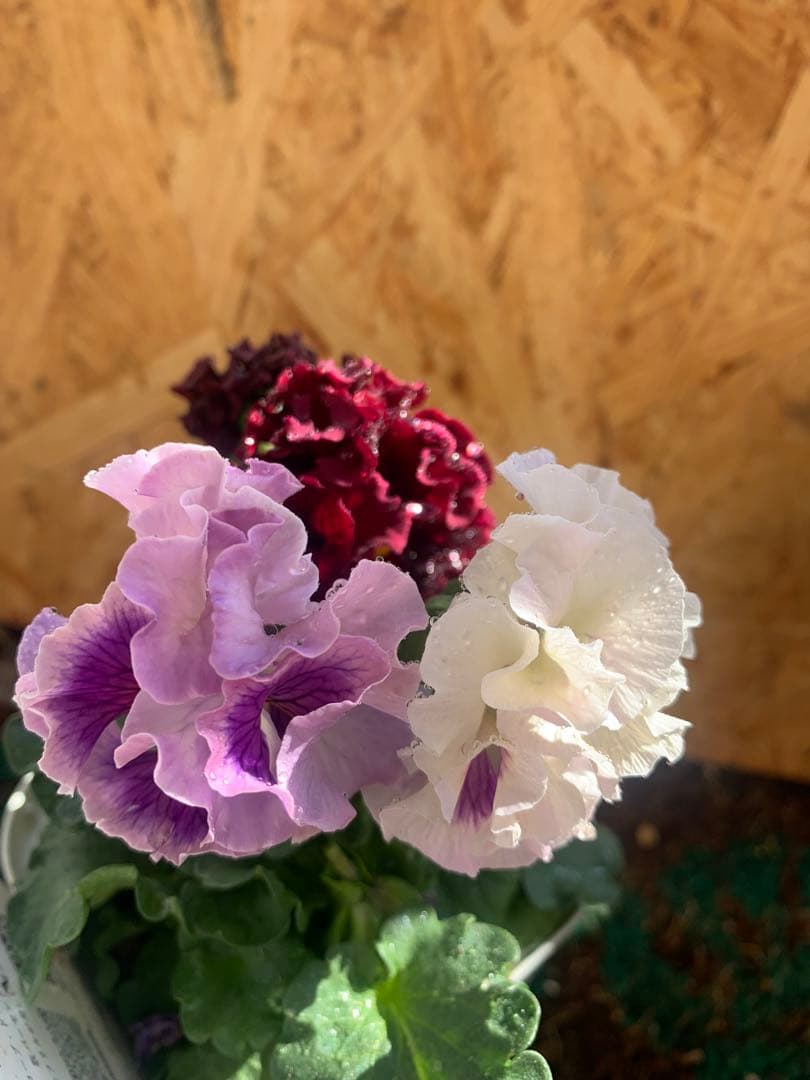 わ*び様 すみれ図鑑　1苗 他