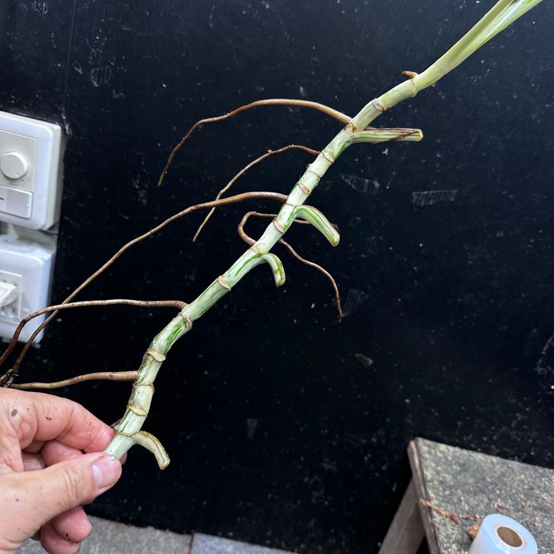 a*a様 斑入りモンステラホワイトタイガー大茎6株おまとめ