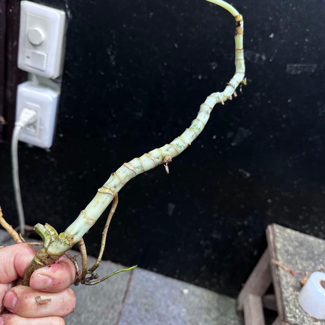 a*a様 斑入りモンステラホワイトタイガー大茎6株おまとめ