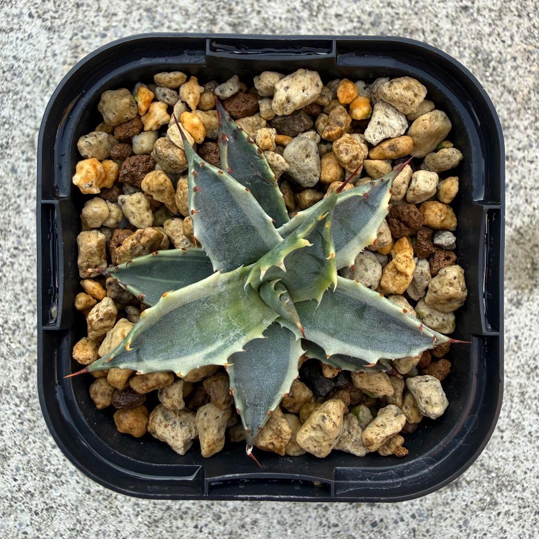 【激熱 激レア】アガベ サブシンプレックス 錦 超希少株