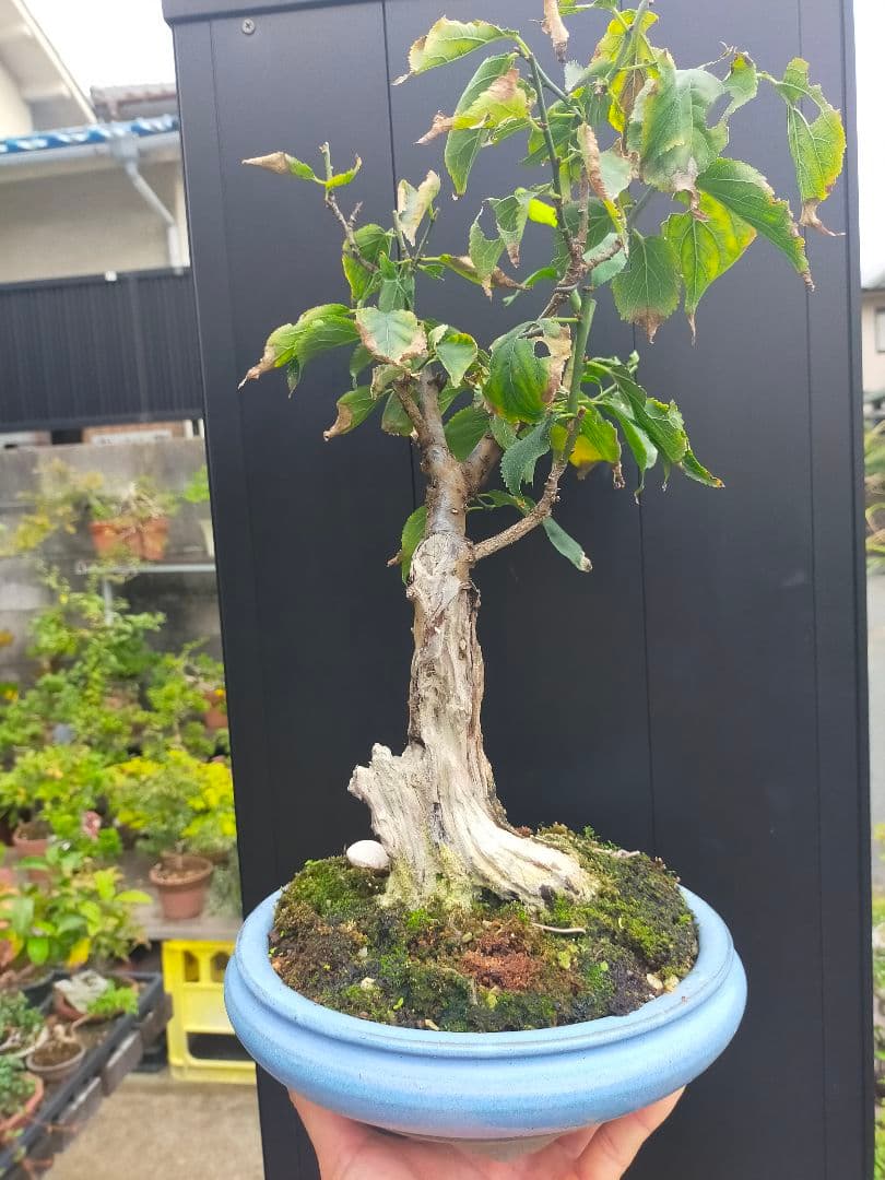 八房五葉松 瑞祥 超極太幹 樹齢数十年 中品盆栽 株立ち 双幹 ジン シャリ