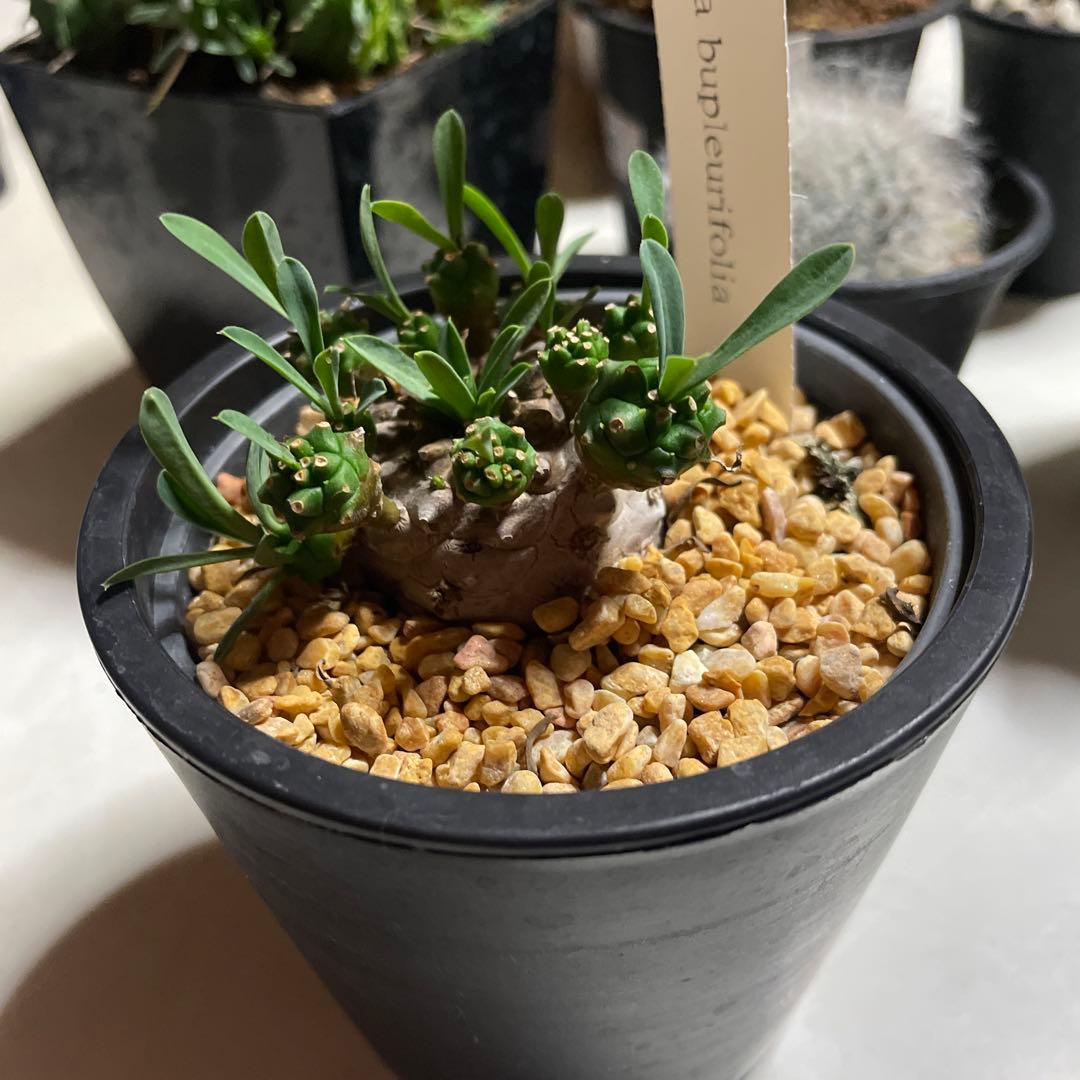 ユーフォルビア ブプレウリフォリア 中型 多肉植物 - メルカリ
