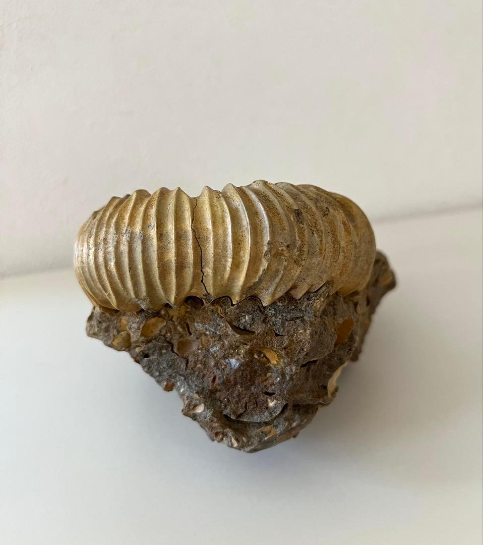 アンモナイト化石　希少美品14cm