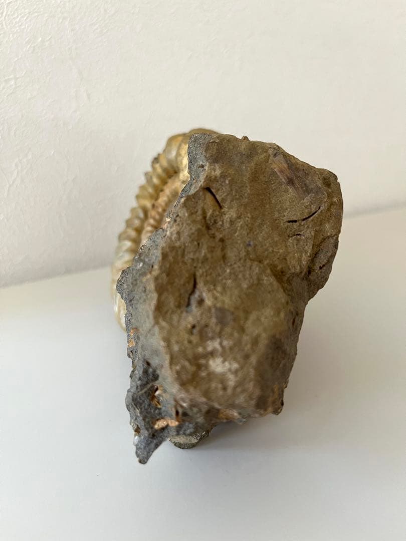 アンモナイト化石　希少美品14cm