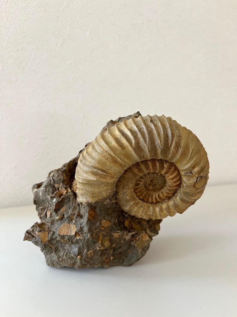 アンモナイト化石　希少美品14cm