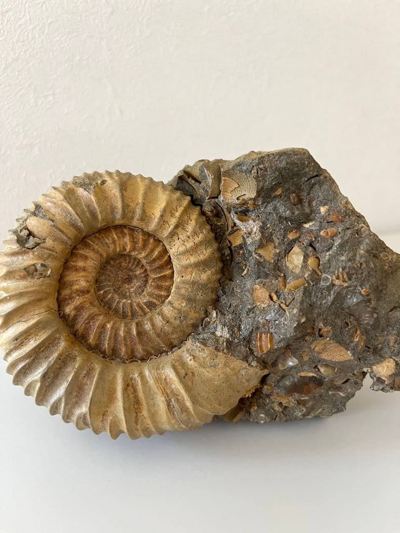 アンモナイト化石　希少美品14cm