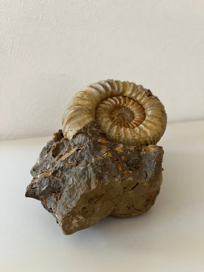 アンモナイト化石　希少美品14cm