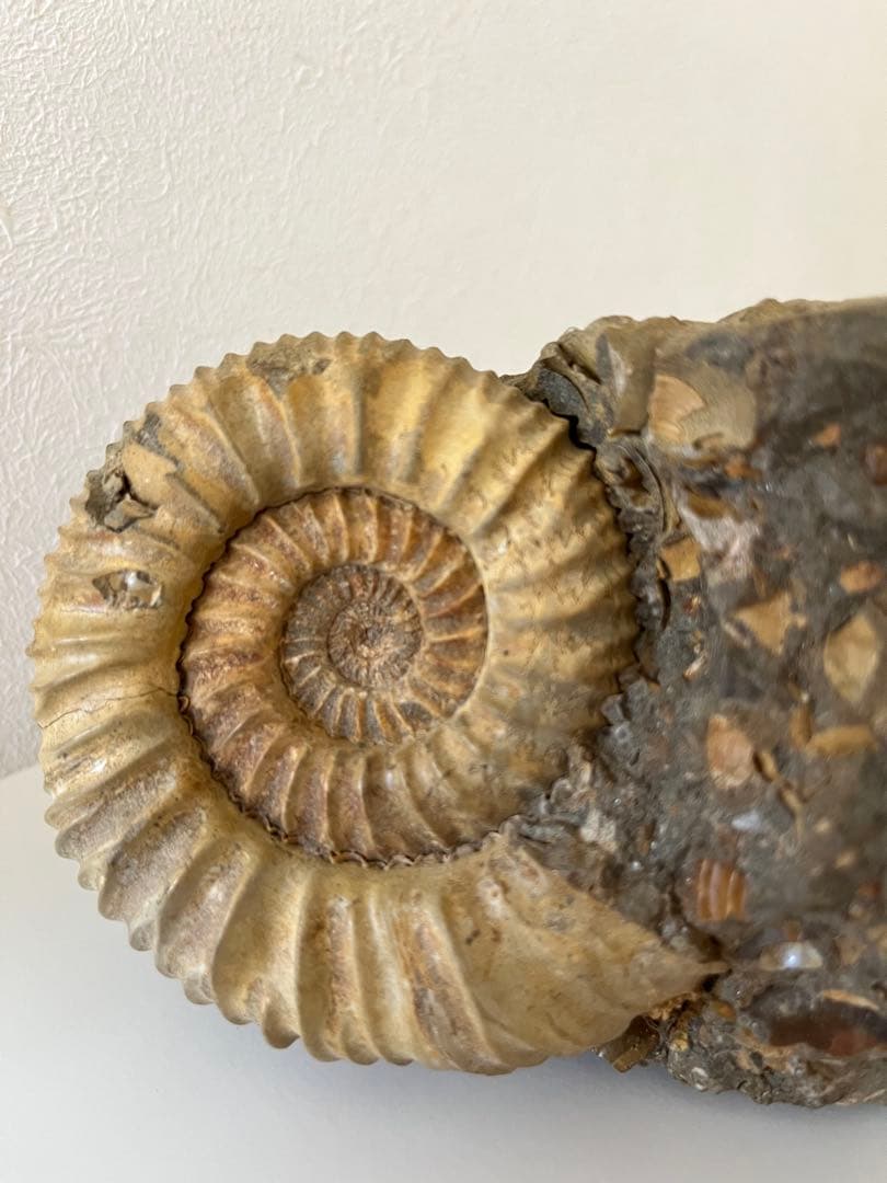 アンモナイト化石　希少美品14cm