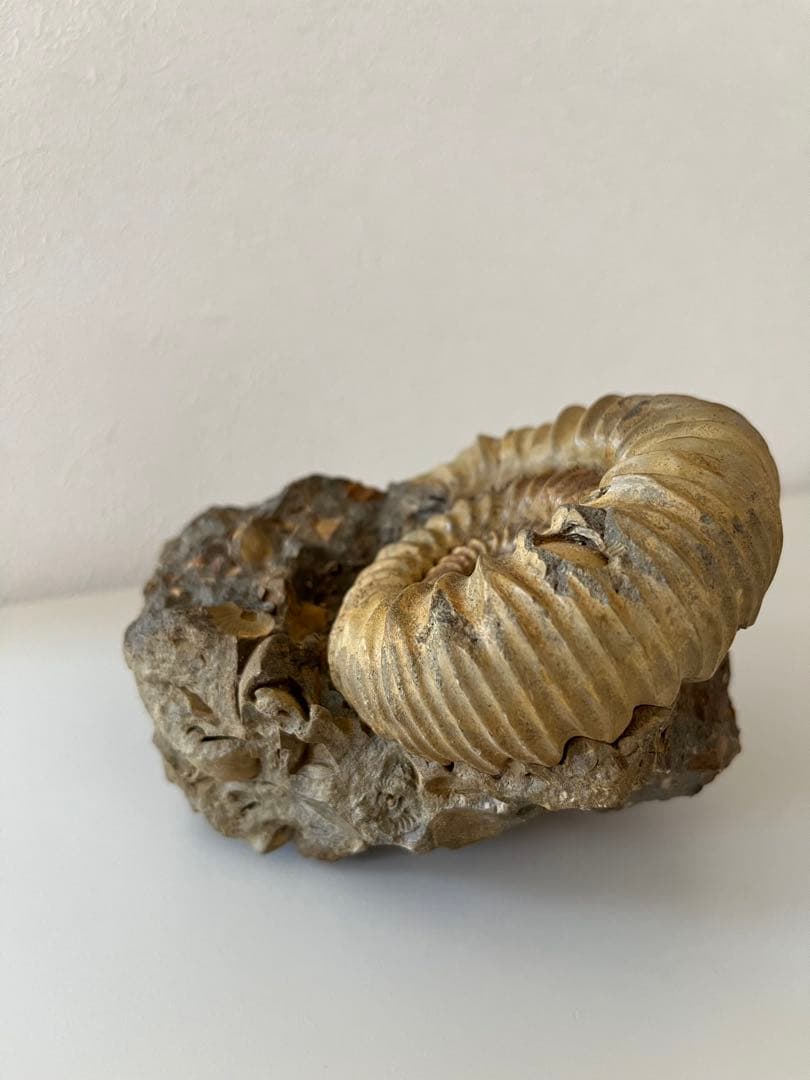 アンモナイト化石　希少美品14cm