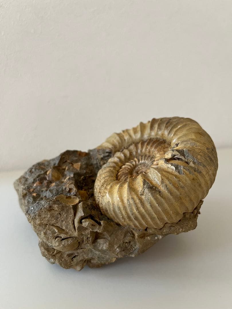 アンモナイト化石　希少美品14cm