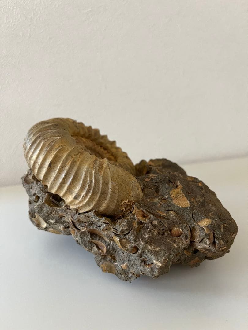 アンモナイト化石　希少美品14cm