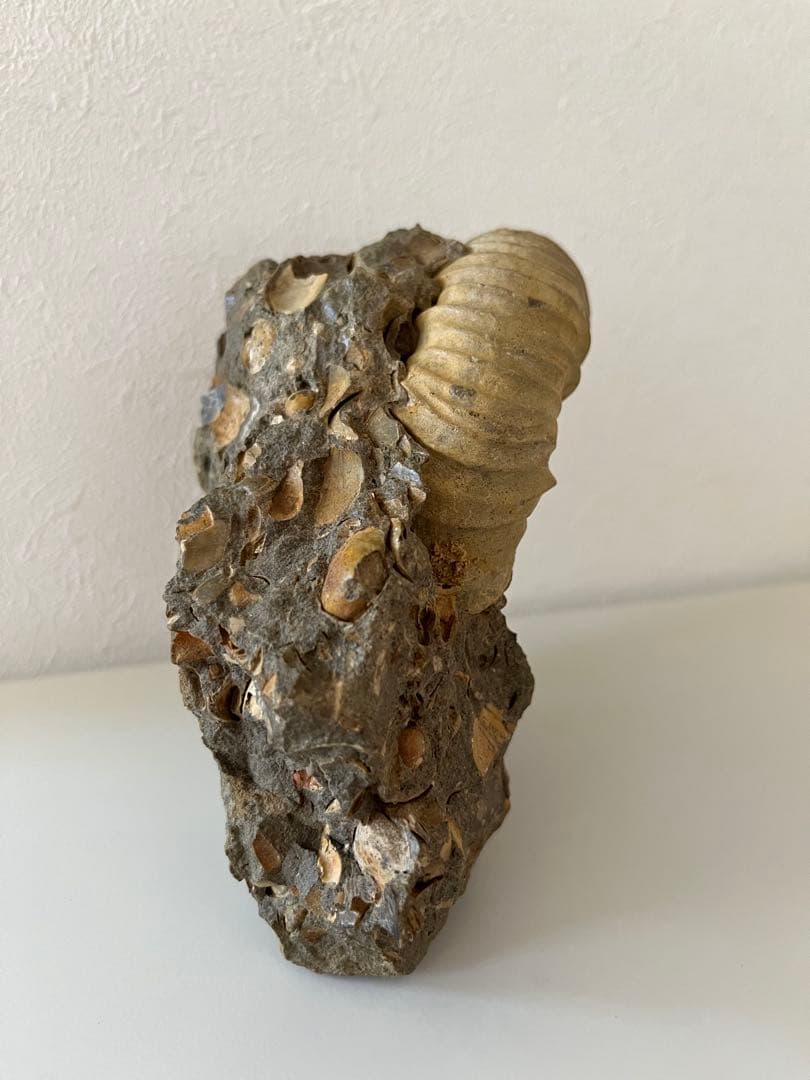 アンモナイト化石　希少美品14cm