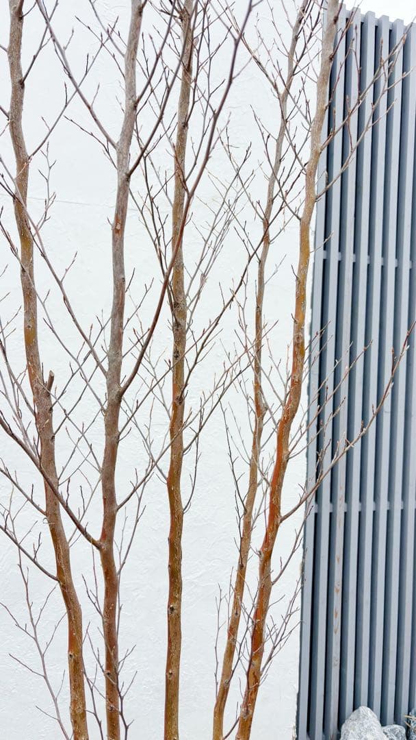 絶品黄金幹。ヒメシャラ切り戻し本株立ち2.8M(鉢底から) - メルカリ