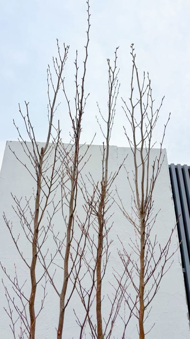 絶品黄金幹。ヒメシャラ切り戻し本株立ち2.8M(鉢底から) - メルカリ