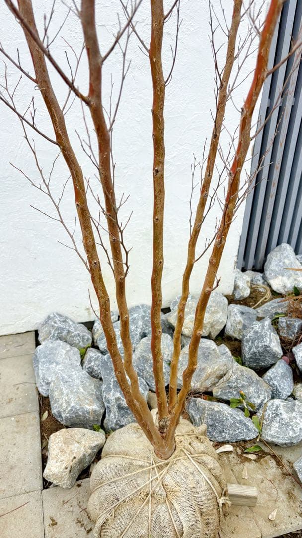 絶品黄金幹。ヒメシャラ切り戻し本株立ち2.8M(鉢底から) - メルカリ