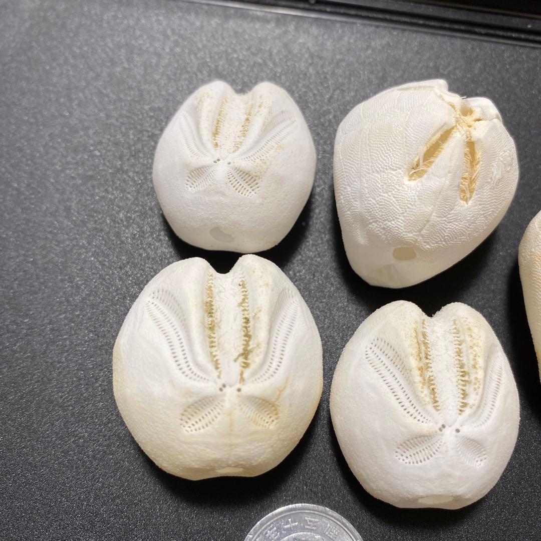 キツネブンブク セイタカブンブクのセット ウニ標本 ウニ殻標本 標本