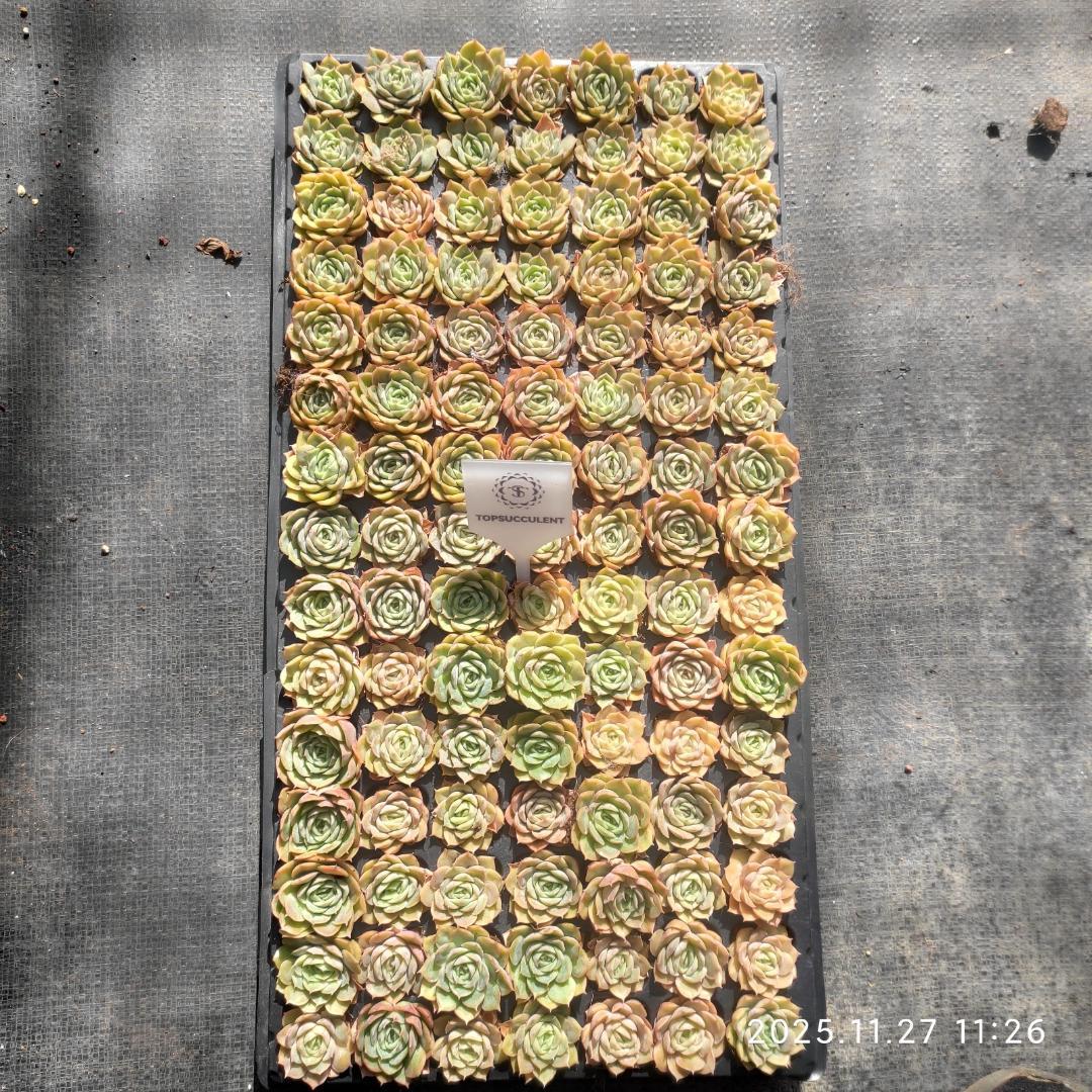 Top【選抜株】多肉植物 220718オウンスロー 105個 プラグトレー苗