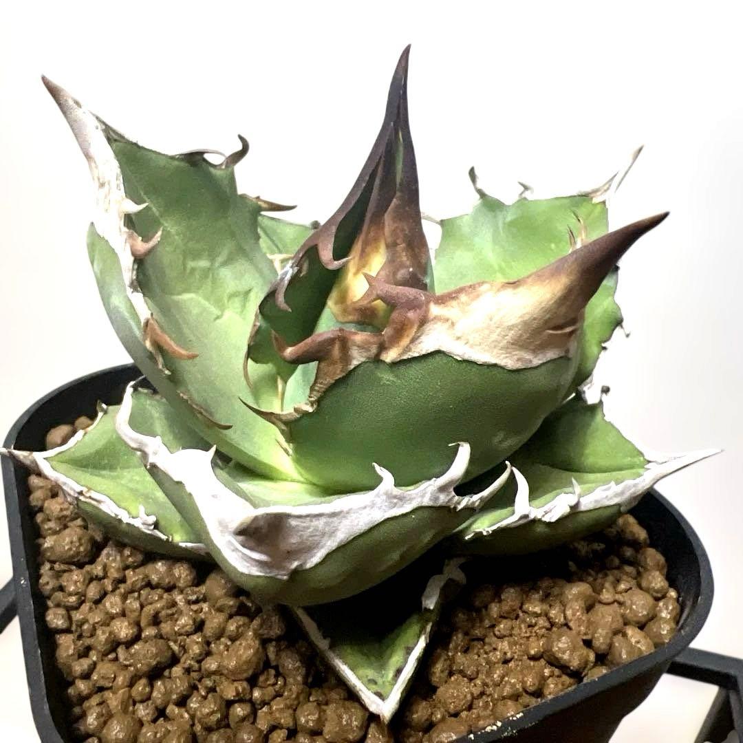 アガベ 鉢植発送 白犀牛 極上血統 スペシャル個体 中株サイズ