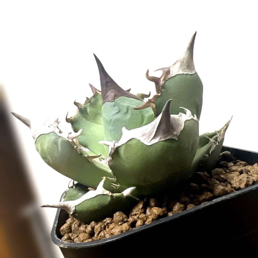 アガベ 鉢植発送 白犀牛 極上血統 スペシャル個体 中株サイズ