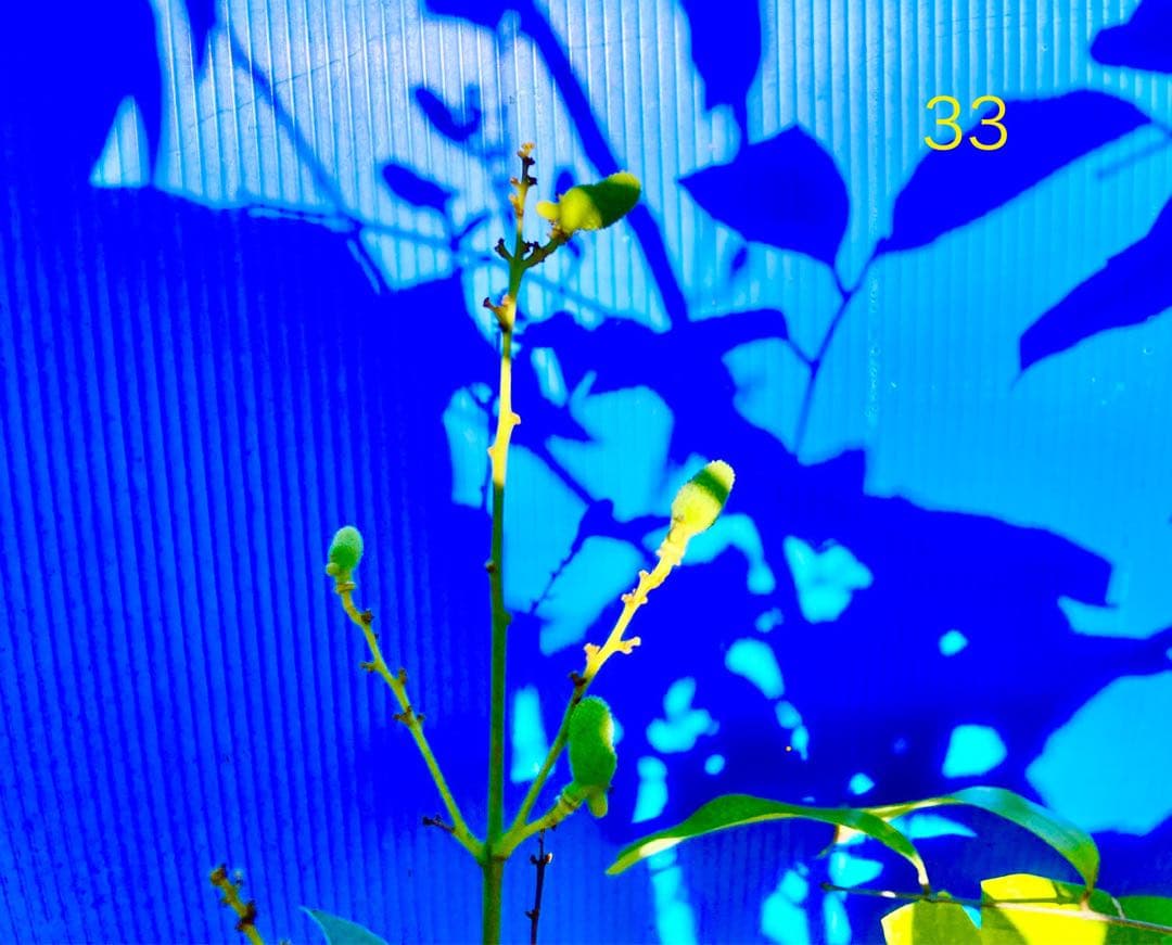 結実中・33 篤姫ライチ　半耐寒性