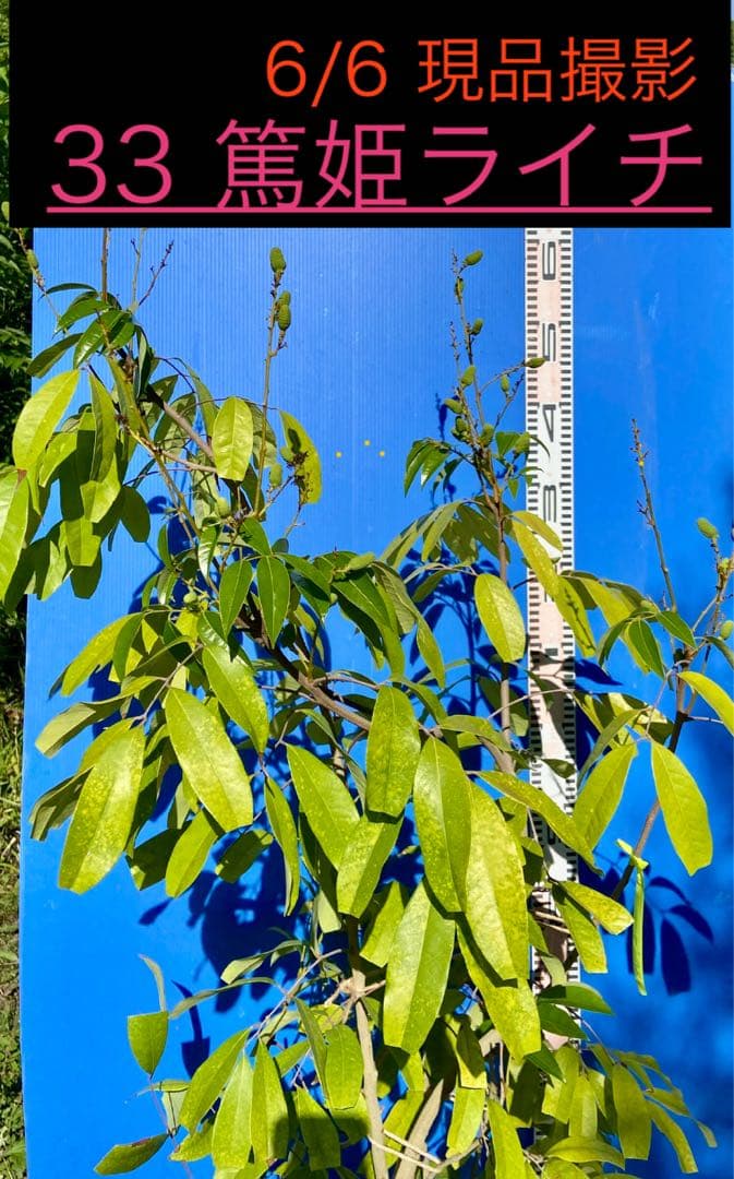 結実中・33 篤姫ライチ　半耐寒性