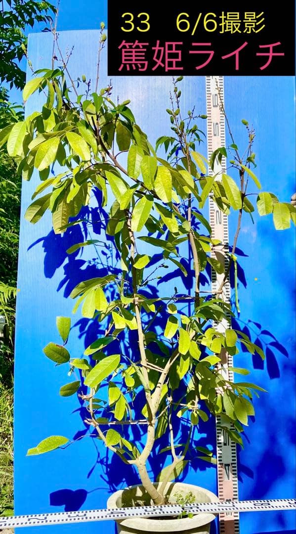 結実中・33 篤姫ライチ　半耐寒性