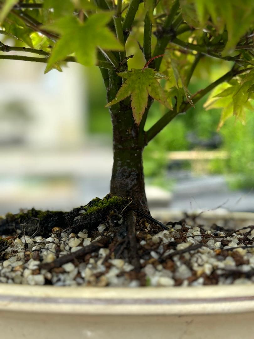 ガチ盆栽】清姫もみじ - メルカリ