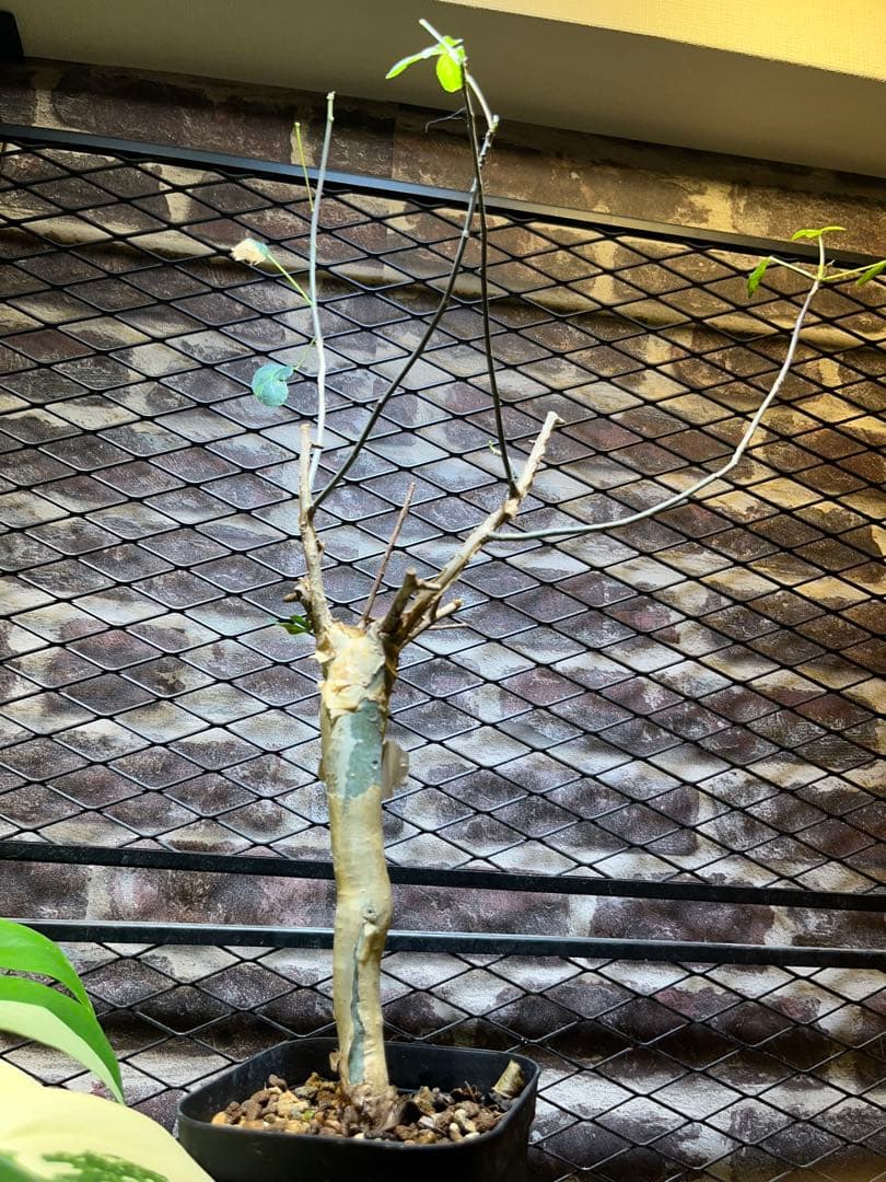 クリスマスセールコミフォラカタフ 現地実生株 - メルカリ