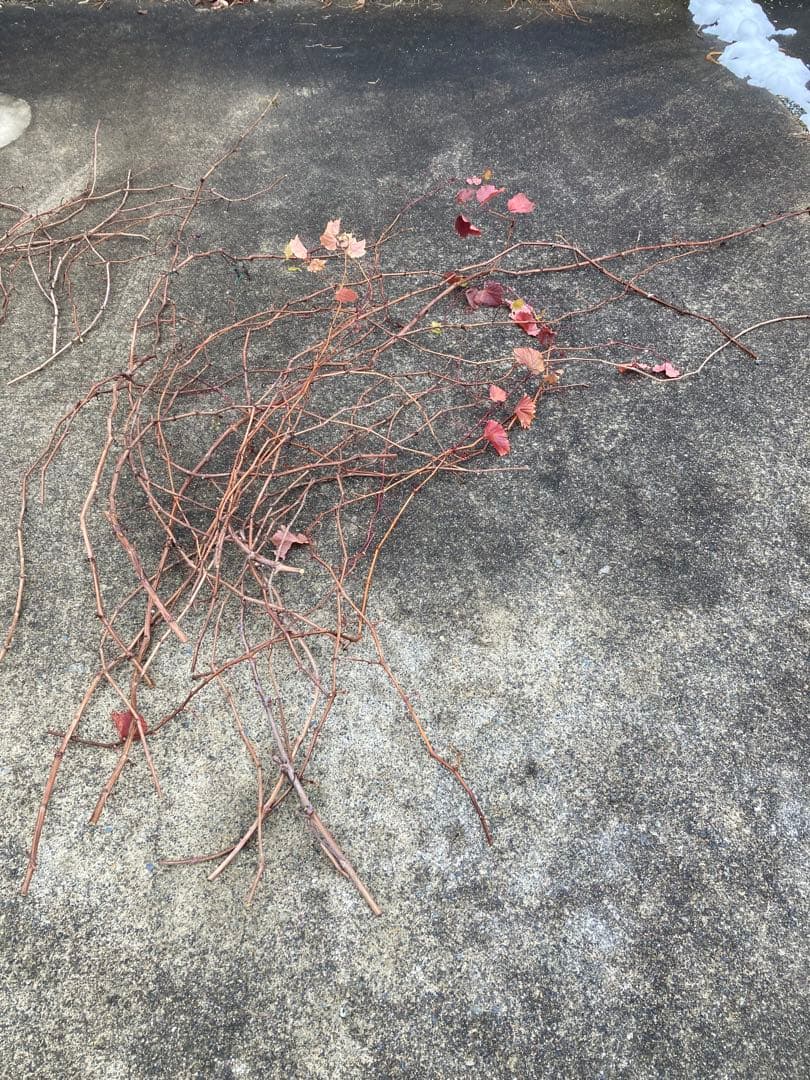 ヤマブドウの蔓　1.4kg 40〜200cm