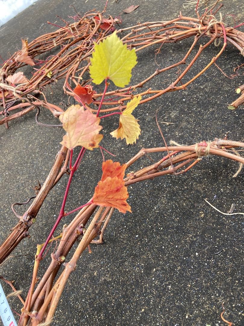 ヤマブドウの蔓　1.4kg 40〜200cm