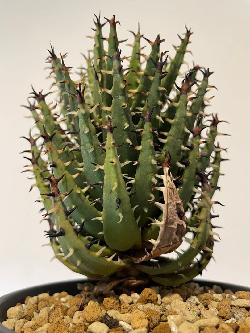 アロエ　エリナケア　大株　幹立ち