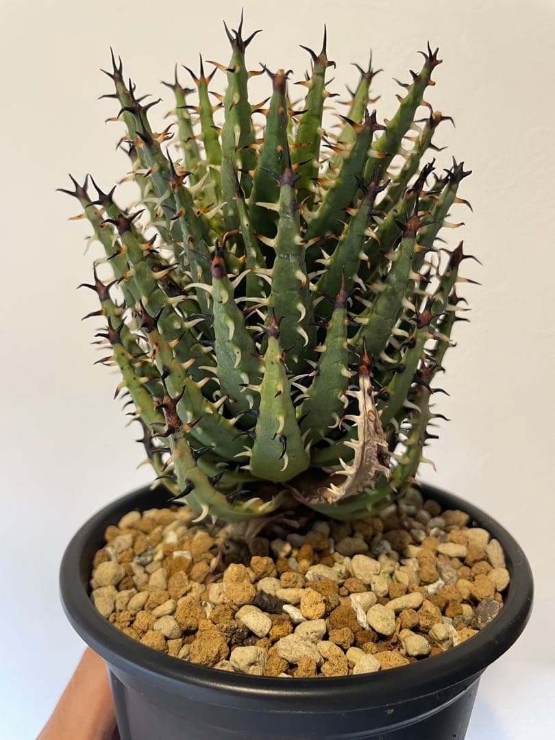 アロエ　エリナケア　大株　幹立ち