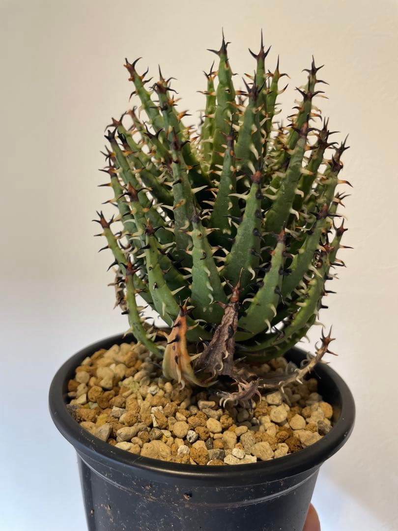 アロエ　エリナケア　大株　幹立ち