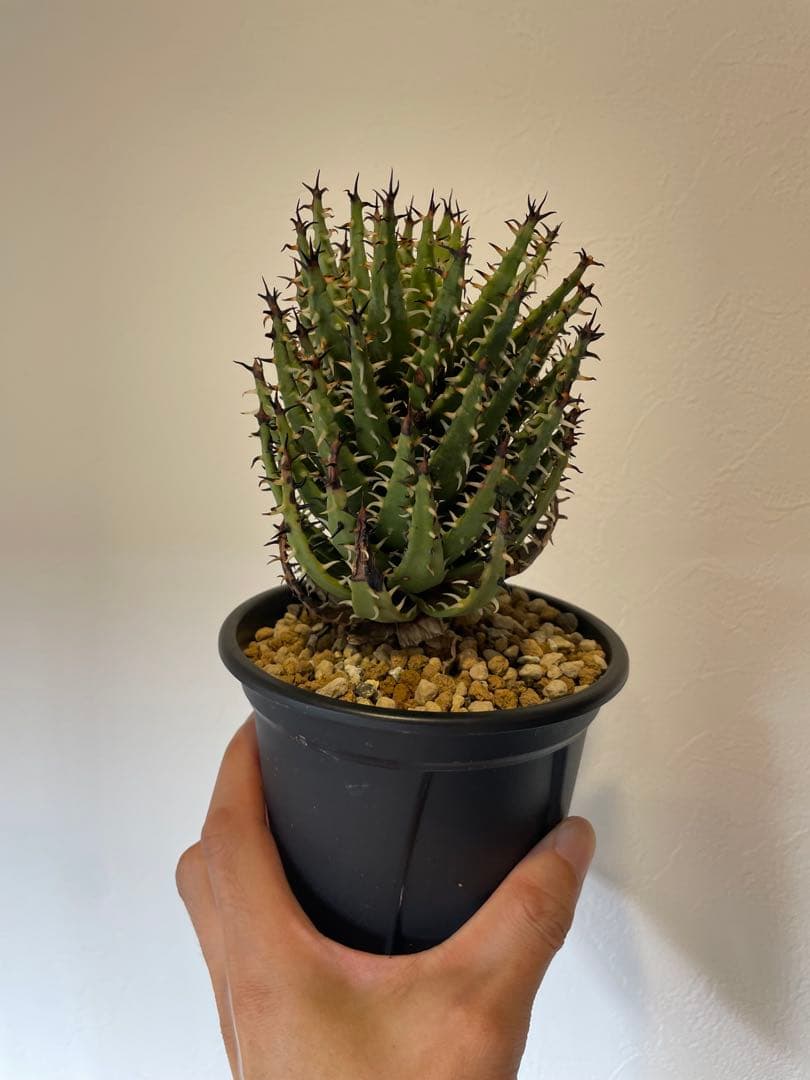 アロエ　エリナケア　大株　幹立ち