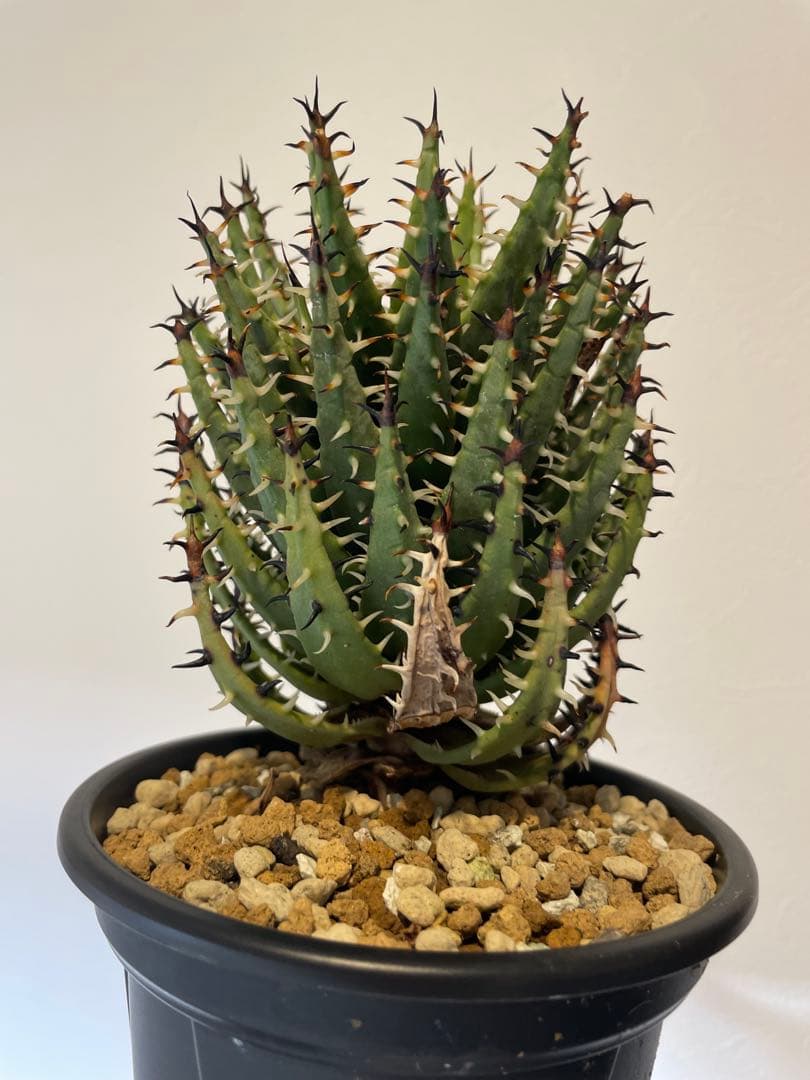 アロエ　エリナケア　大株　幹立ち