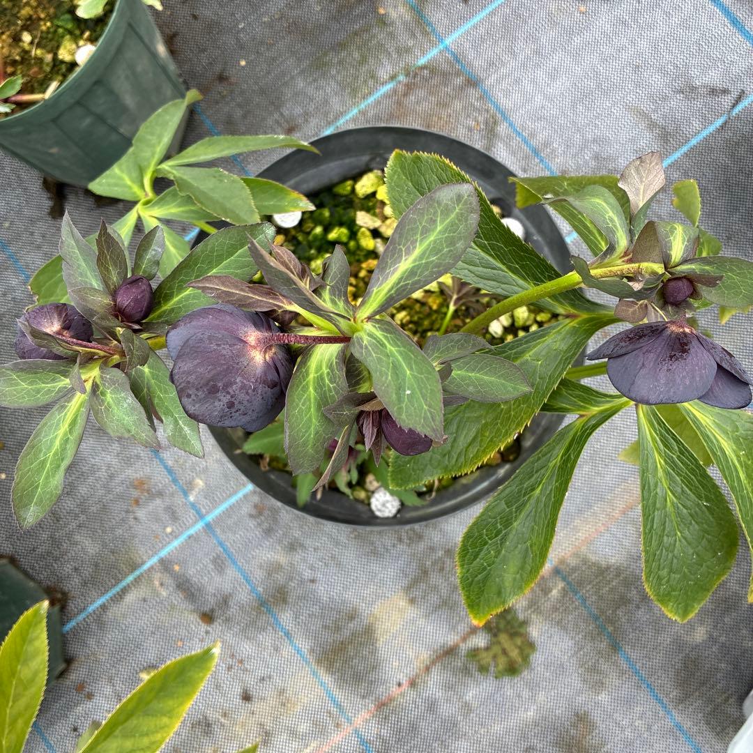 クリスマスローズ　ブラック　ダブルシングル　親株　７寸