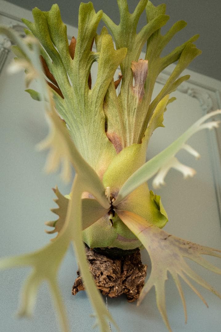 『今が最安値』ビカクシダ JENNY × OMG（親株）