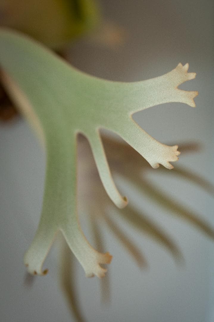 『今が最安値』ビカクシダ JENNY × OMG（親株）