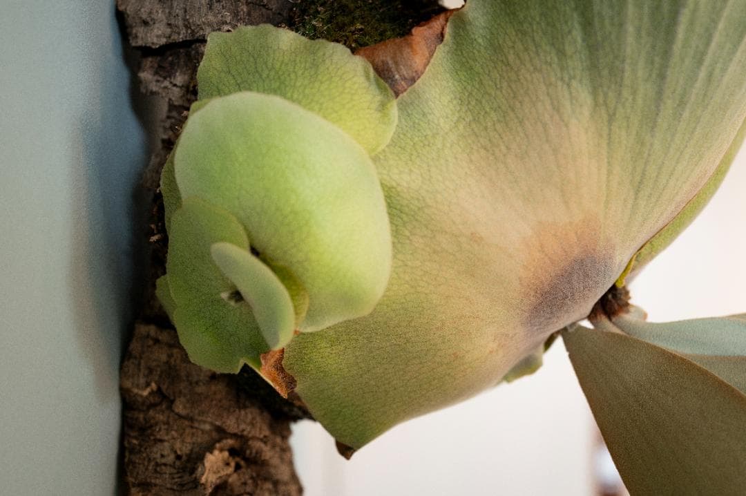 『今が最安値』ビカクシダ JENNY × OMG（親株）