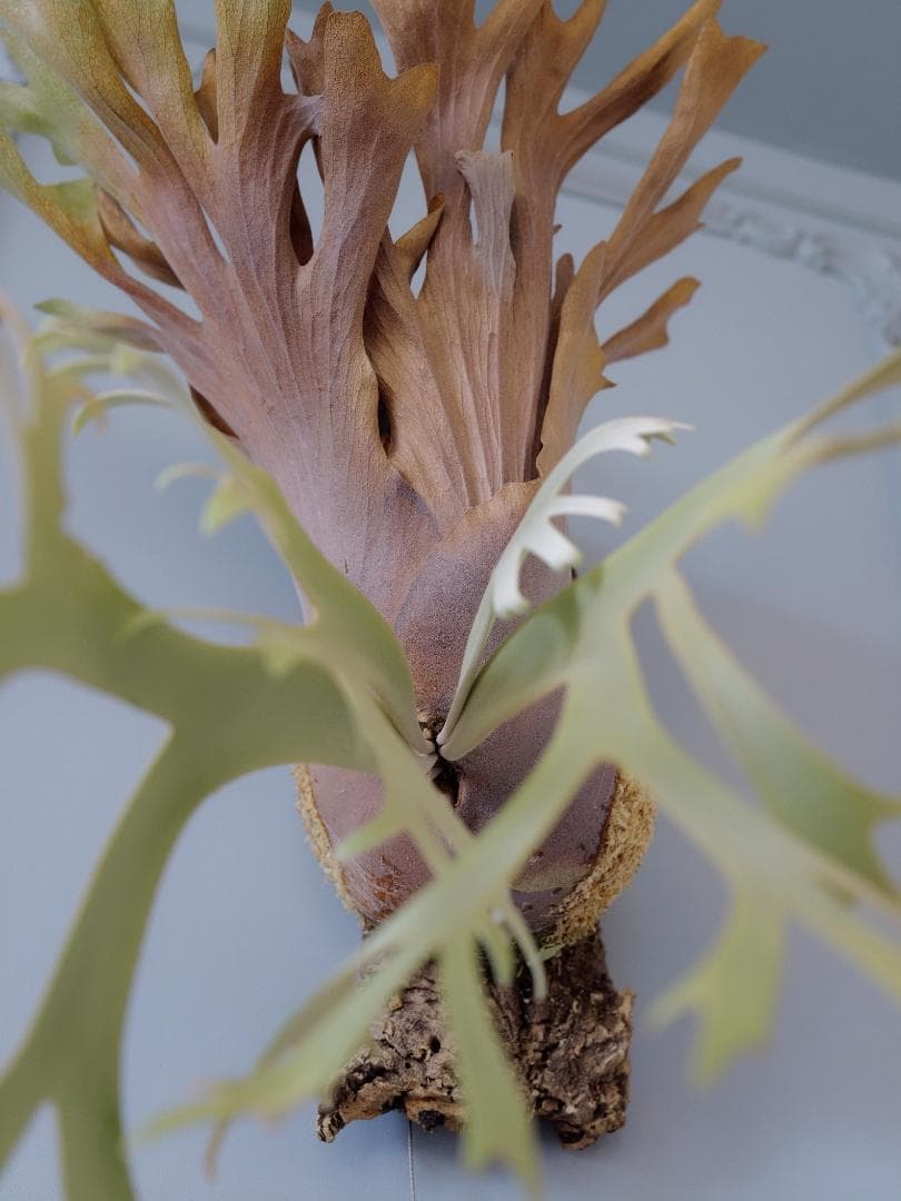 『今が最安値』ビカクシダ JENNY × OMG（親株）