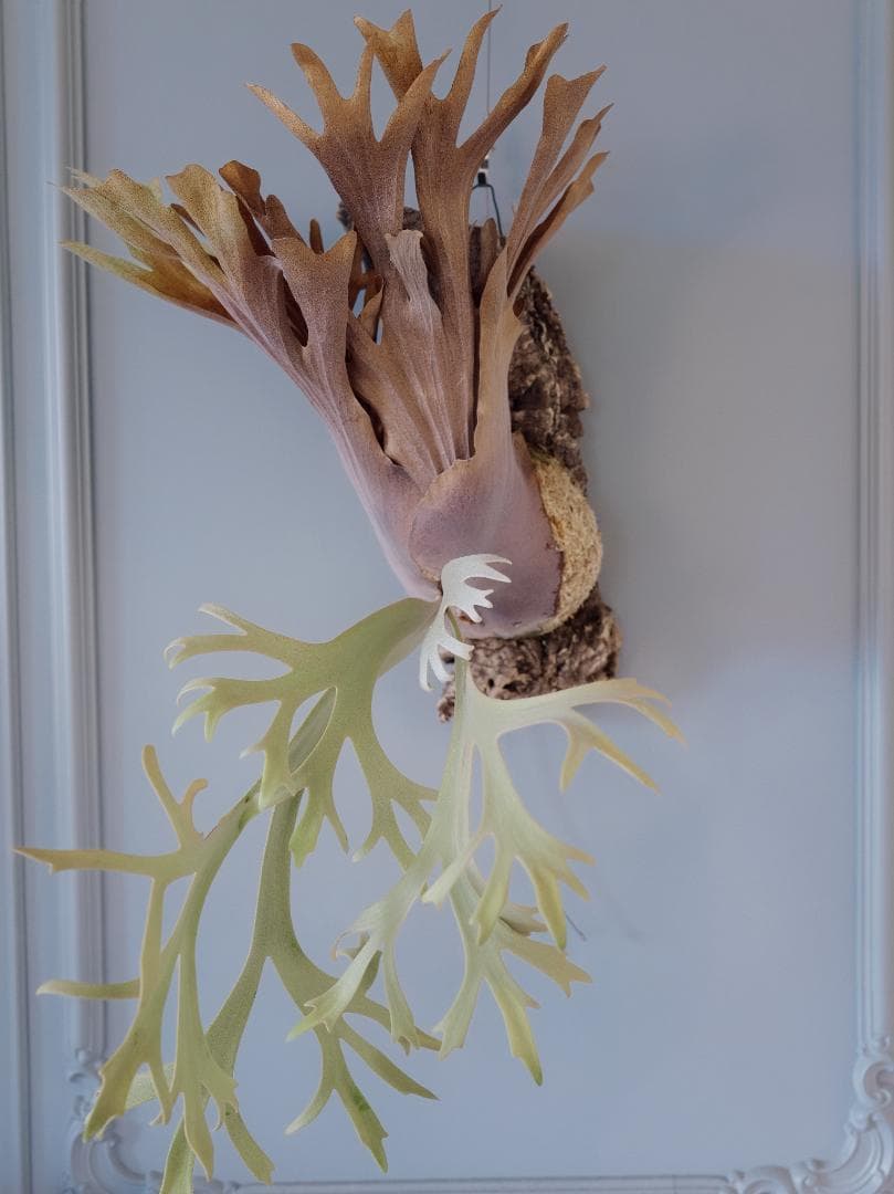 『今が最安値』ビカクシダ JENNY × OMG（親株）