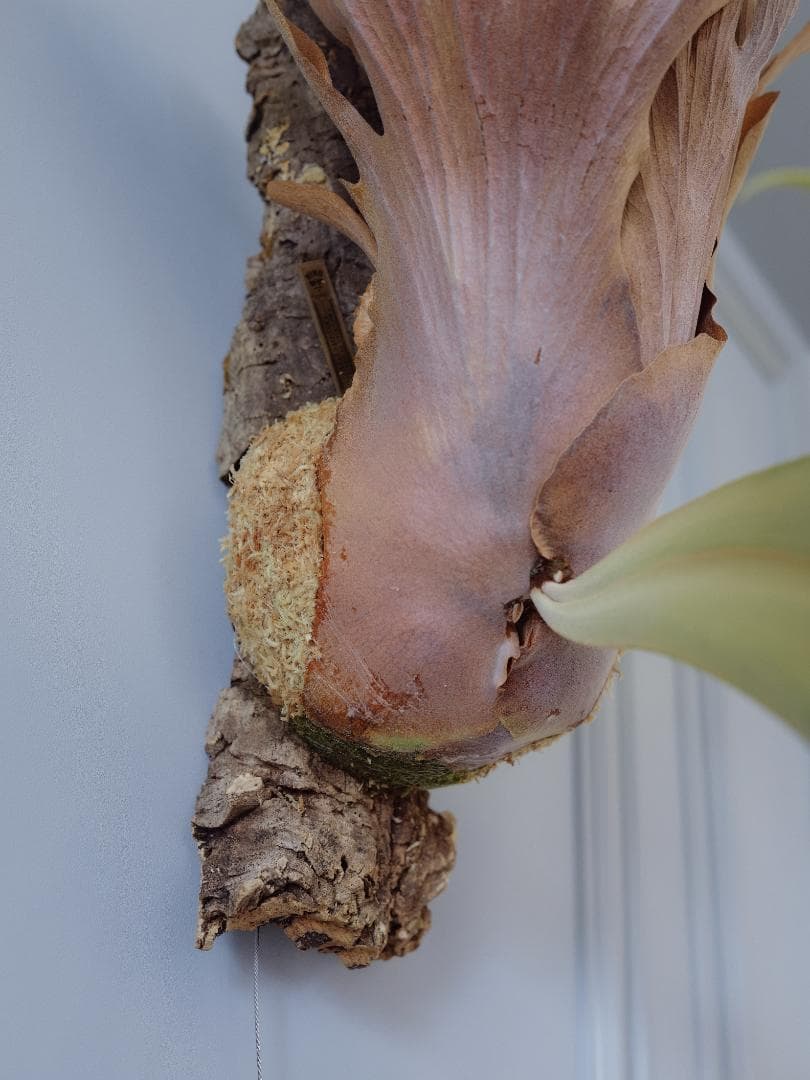 『今が最安値』ビカクシダ JENNY × OMG（親株）