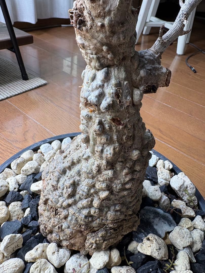 断捨離中　オペルクルカリア　パプキス　現地株　発根済