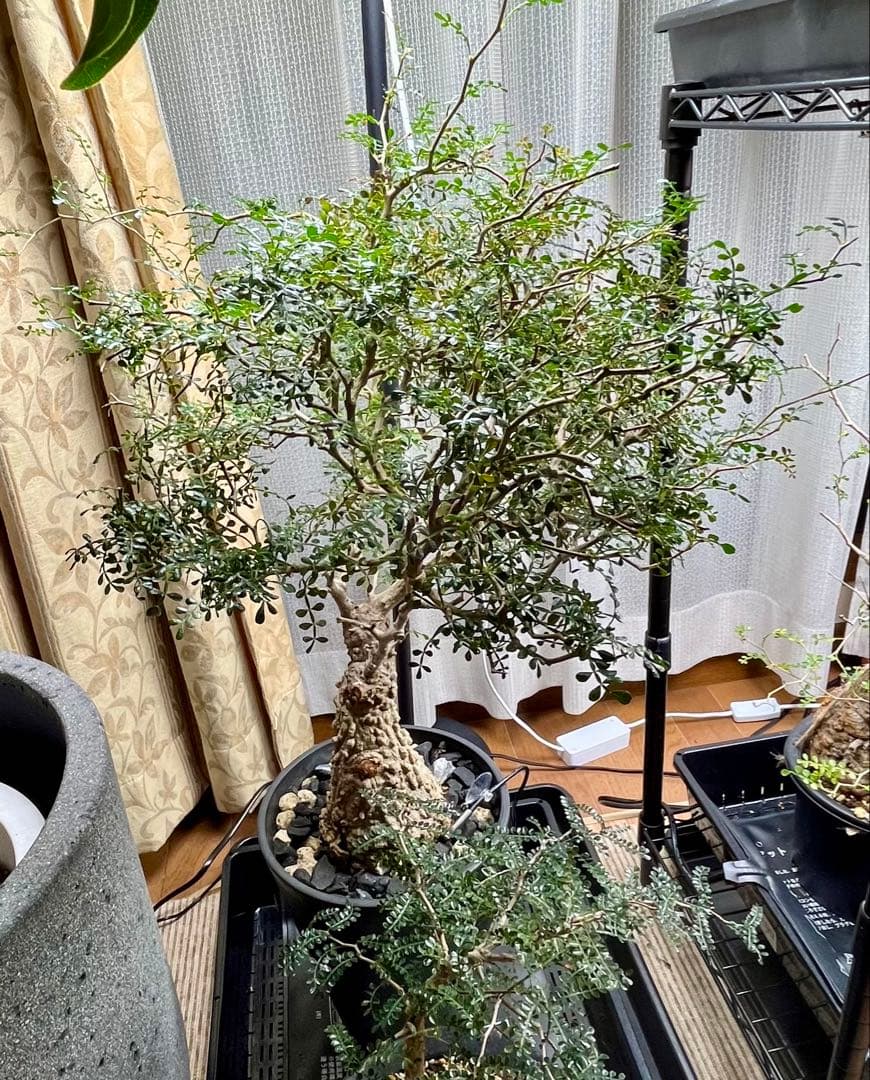 断捨離中　オペルクルカリア　パプキス　現地株　発根済