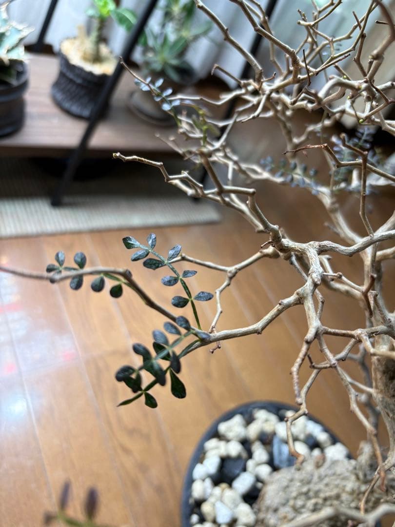 断捨離中　オペルクルカリア　パプキス　現地株　発根済