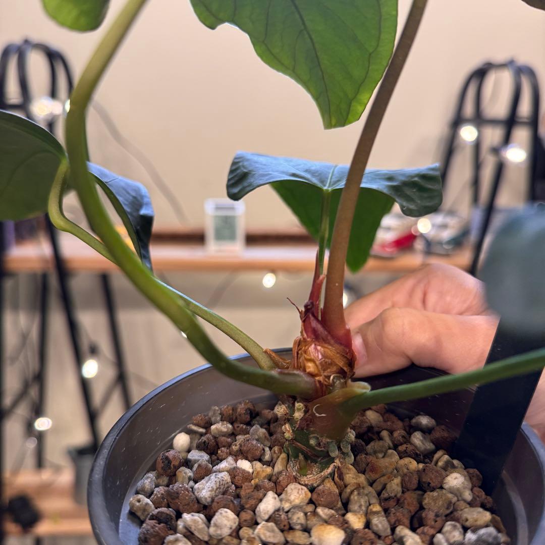 85 アンスリウム　ポルティラエ　ダークフォーム　オープンサイナス