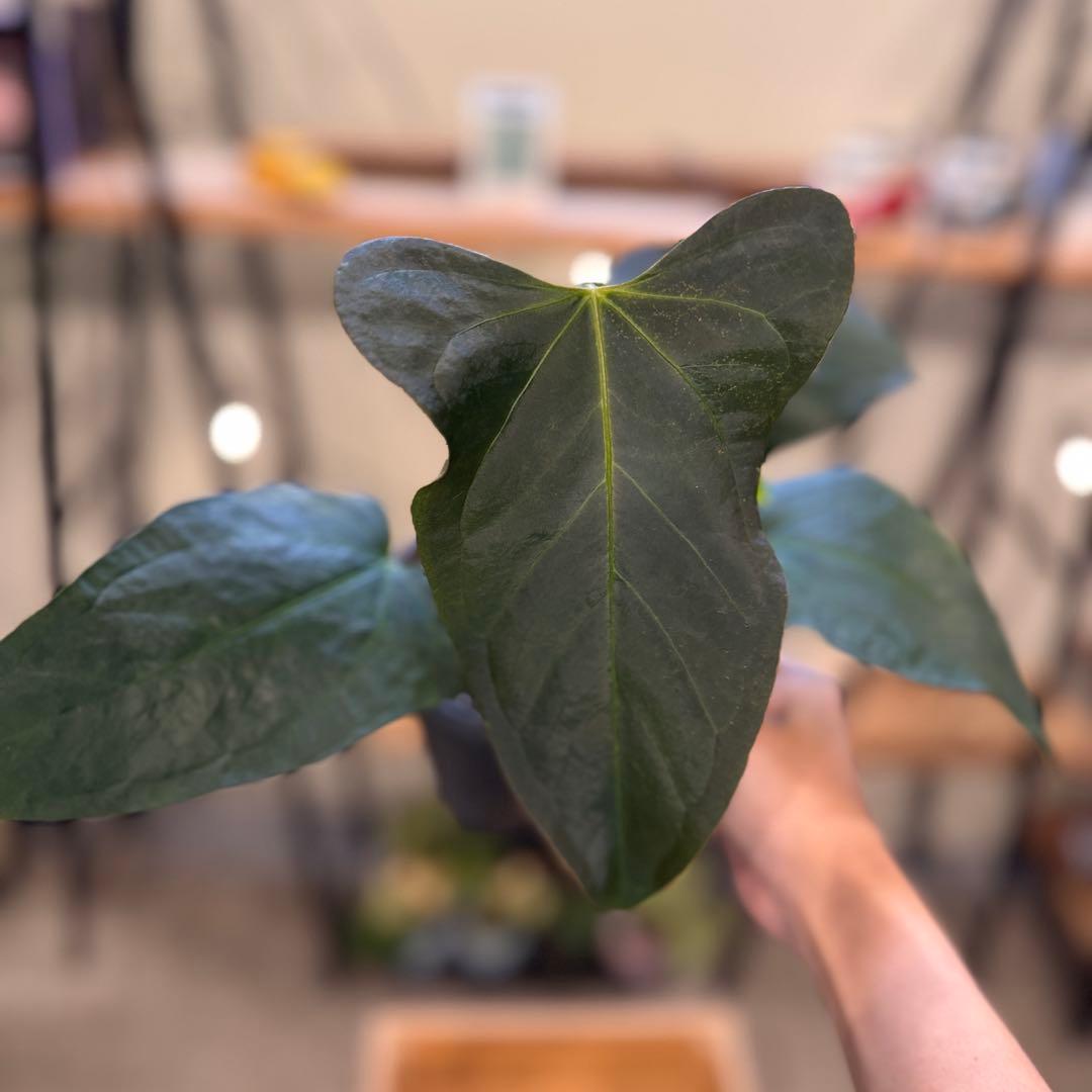 85 アンスリウム　ポルティラエ　ダークフォーム　オープンサイナス